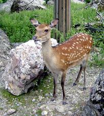 Hirsch im Tierpark Goldau