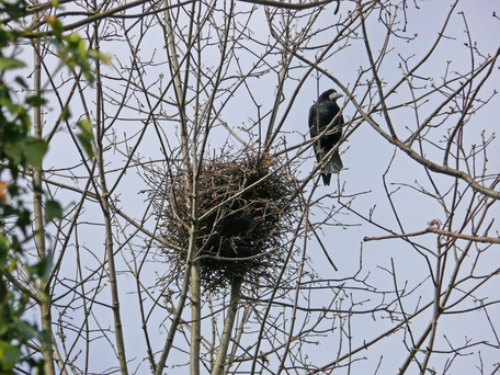 Saatkrähe am Nest