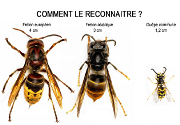 Stop frelon asiatique !