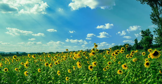 Champs de tournesol