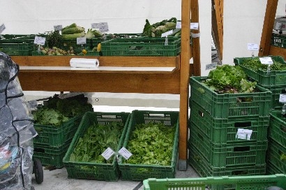 ... selbstverständlich auch erntefrische Salate ...