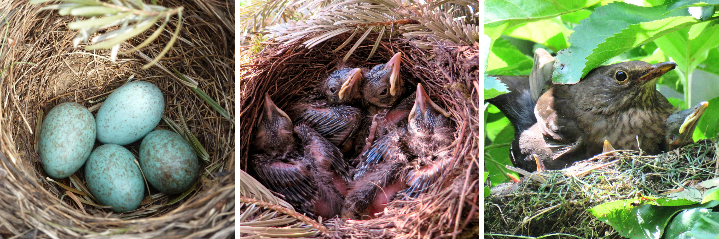 Eier- und Jungvögel im Nest