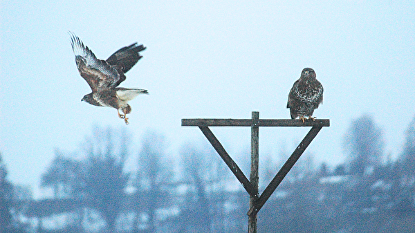 Greifvögel in einer Winterlandschaft