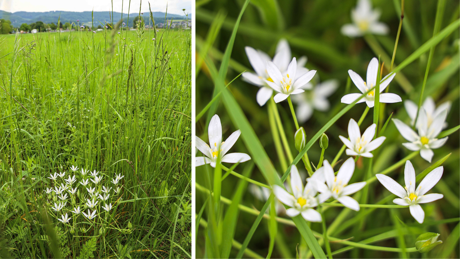 Aescher Milchsterne in Blüte