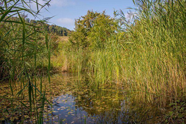 Weiher beim Klusbach