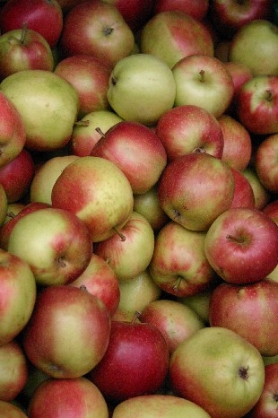 ... verschiedenste Sorten Äpfel ...