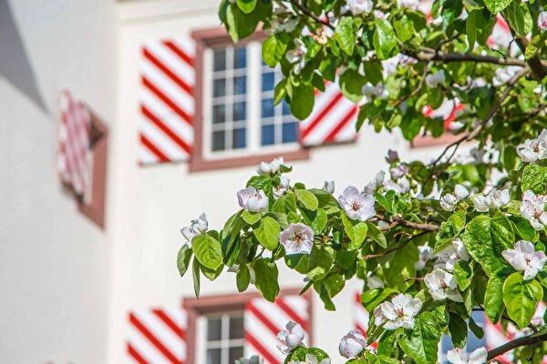 Schloss mit blühenden Quittenbäumen