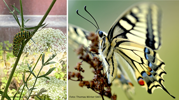Schwalbenschwanz-Fotos als Larve und als Schmetterling