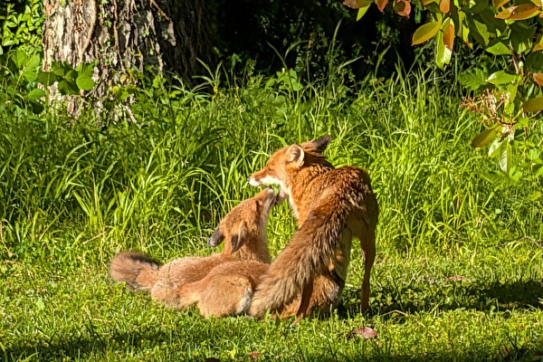 Wenn der Fuchs zum Mitbewohner wird