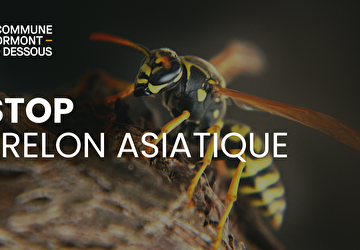 Frelon asiatique