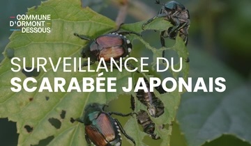 scarabée japonais