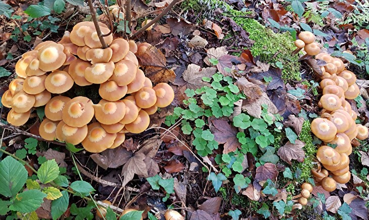 Pilz