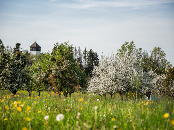 Frühlingswiese mit Blust an den Bäumen. Im Hintergrund ist die katholische Kirche zu sehen.