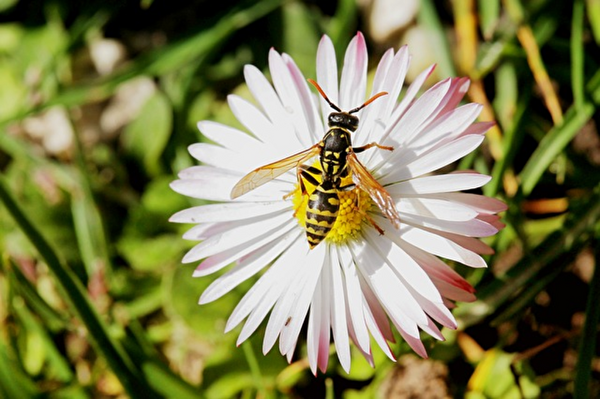 Die Wespe als Nutztier