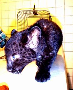 Auf diesem Bilden sehen wir einen jungen Panther, der in der Tierarztpraxis von Dr. Peter Abegg in Hörhausen behandelt wird.