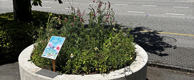 Bild bepflanzter brunnen