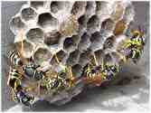 Bienen- und Wespennester
