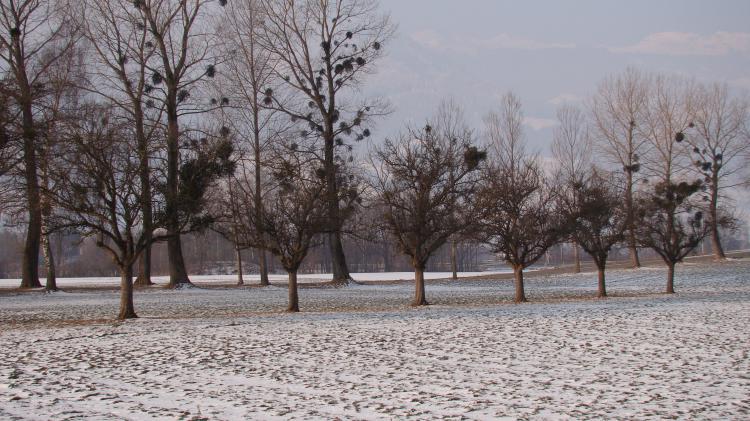 Obstbäume in der Melser Rheinau