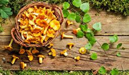 Pilzschutz