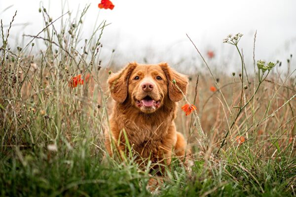 Der beste Freund des Menschen