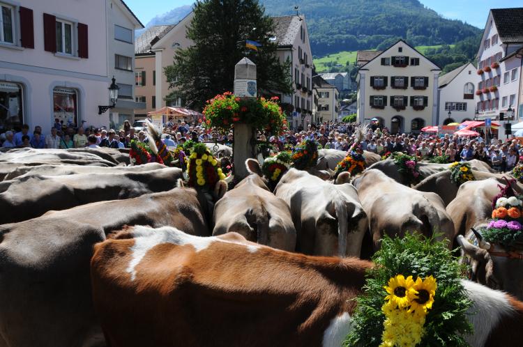 Melser Alpabfahrt