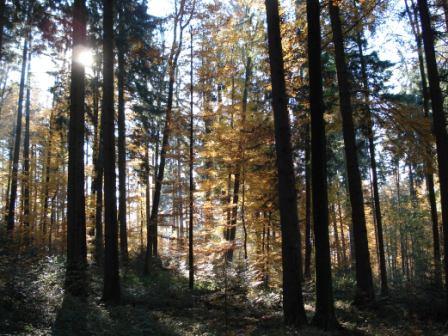 Morgenimpressionen des Waldes für Naturbestattungen im Horgenberg