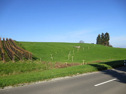 Bauland Sonnental mit abgesteckter Strasse