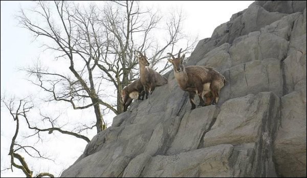 Steinbockfelsen