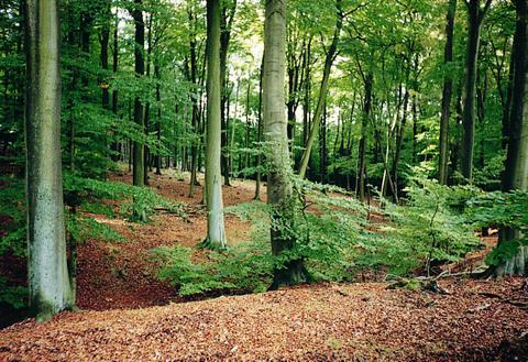 Waldbild