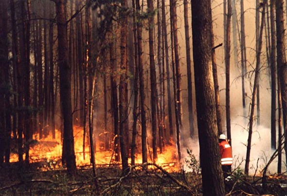 Bild Waldbrand