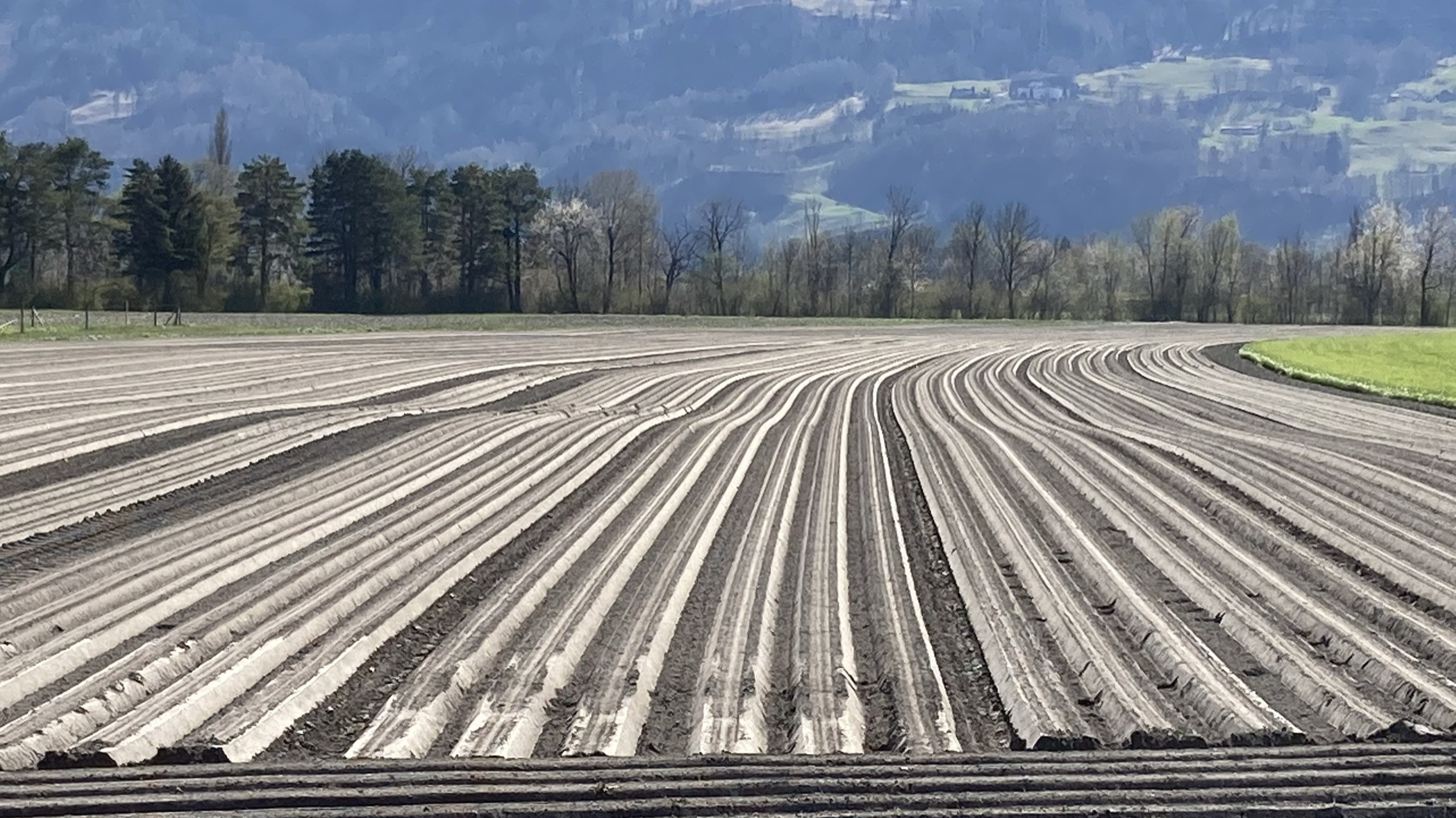 um 2020: Rheinau im Frühling