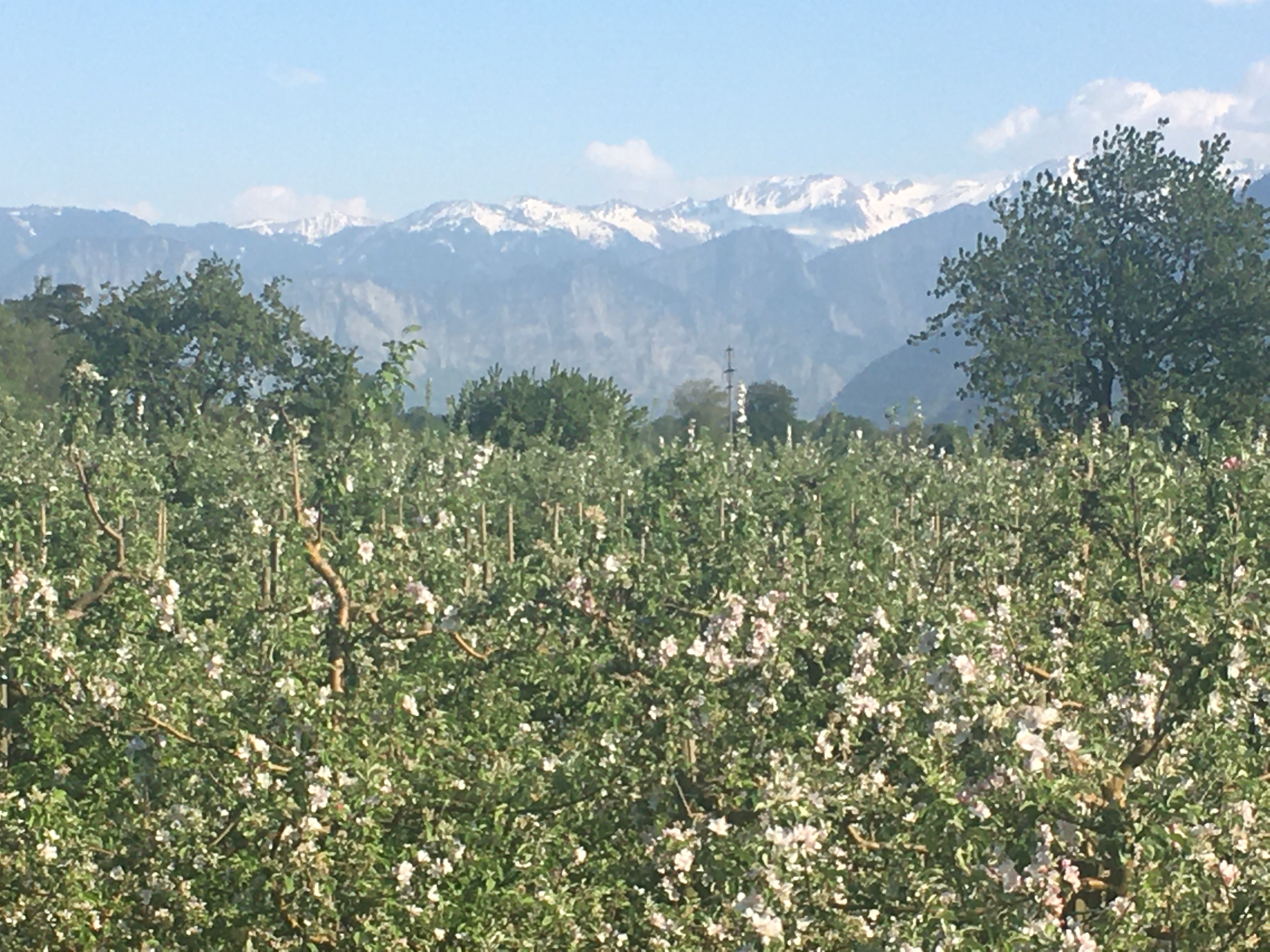 um 2020:Frühling im Obstgarten der Bürgergemeinde.