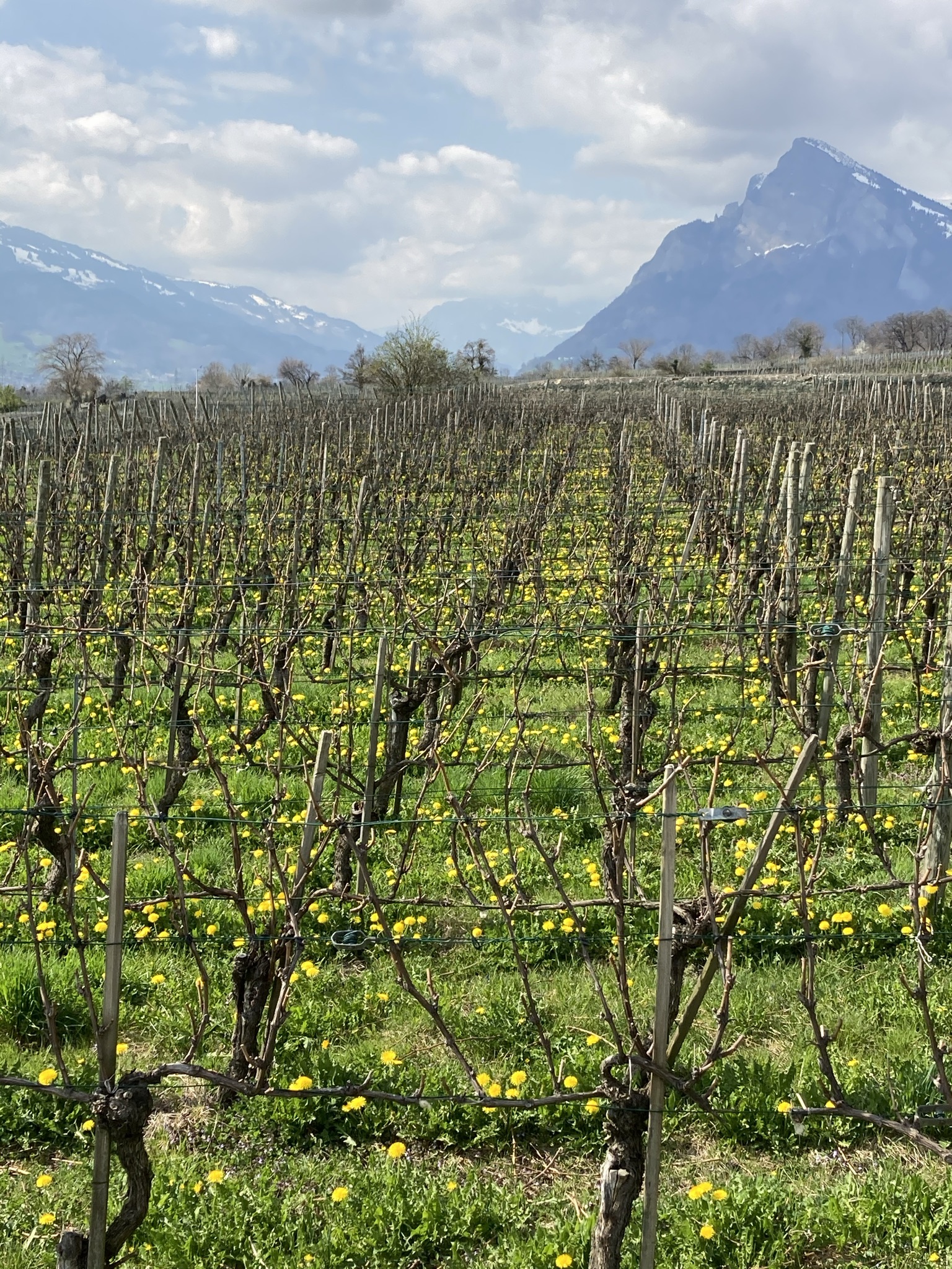 um 2020: Gonzen von Maienfeld aus