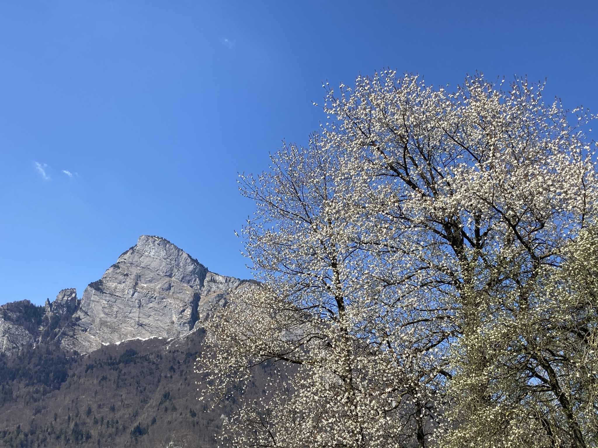 um 2020: Gonzen im Frühling