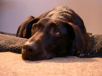Foto eines Hundes