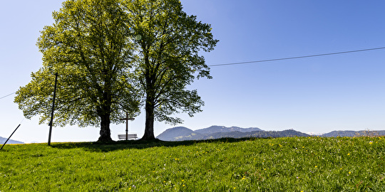 Zwei Laubbäume 