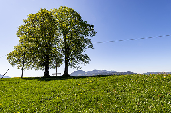 Zwei Laubbäume 