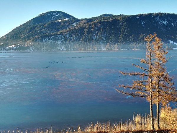 Die Blauburgunderblutalgen verfärben den Ägerisee rötlich. 