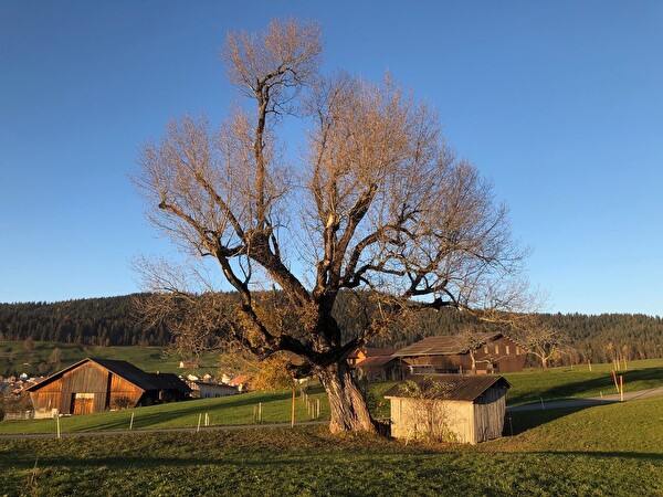 Schwarzpappel im Gebiet Moos