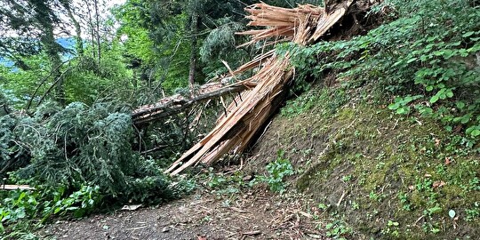 Umgestürzter Baum auf dem Wanderweg