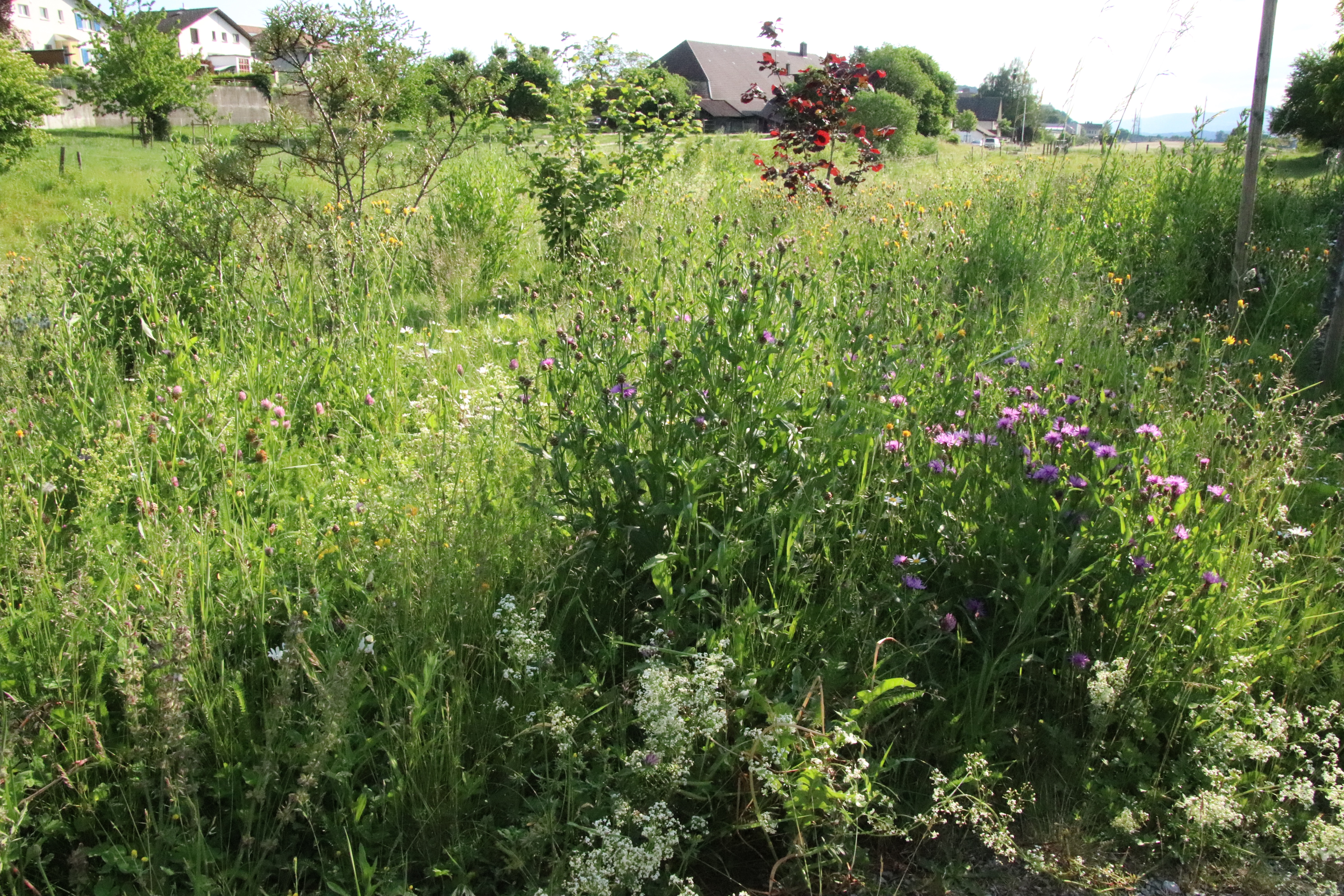 Eine Wildblumenwiese am Römerweg.