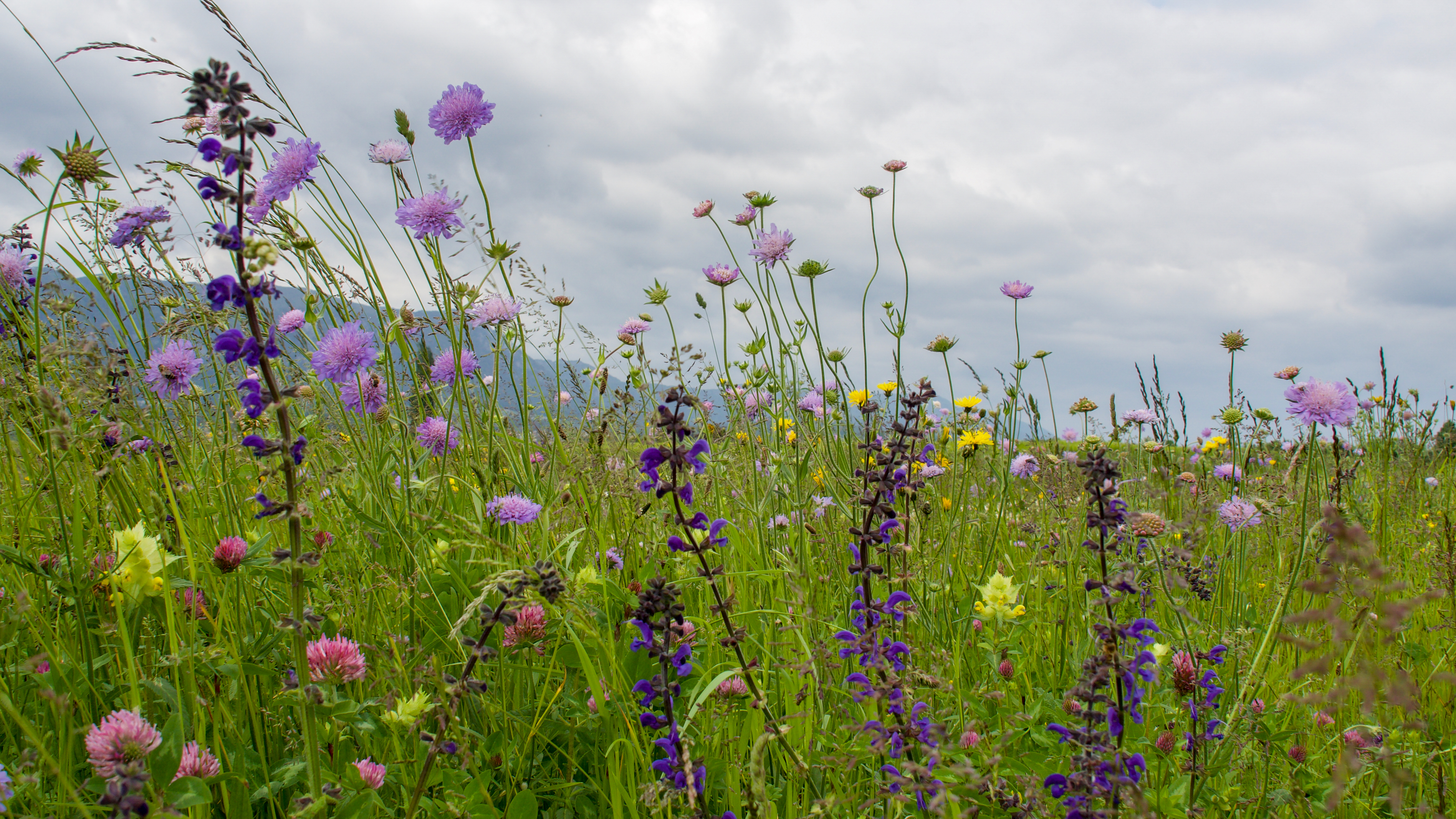 Blumenwiese