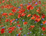 roter Klatschmohn und blaue Kornblumen