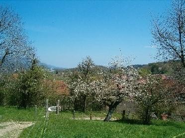 Ein Apfelbaum in voller Blüte.