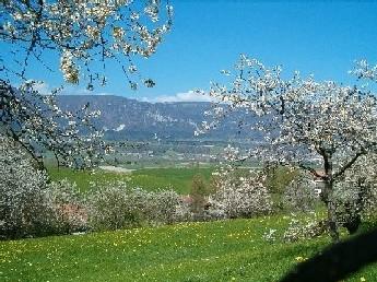 Die vielen Hochstammbäume in und um Lüsslingen-Nennigkofen stehen in voller Blüte.