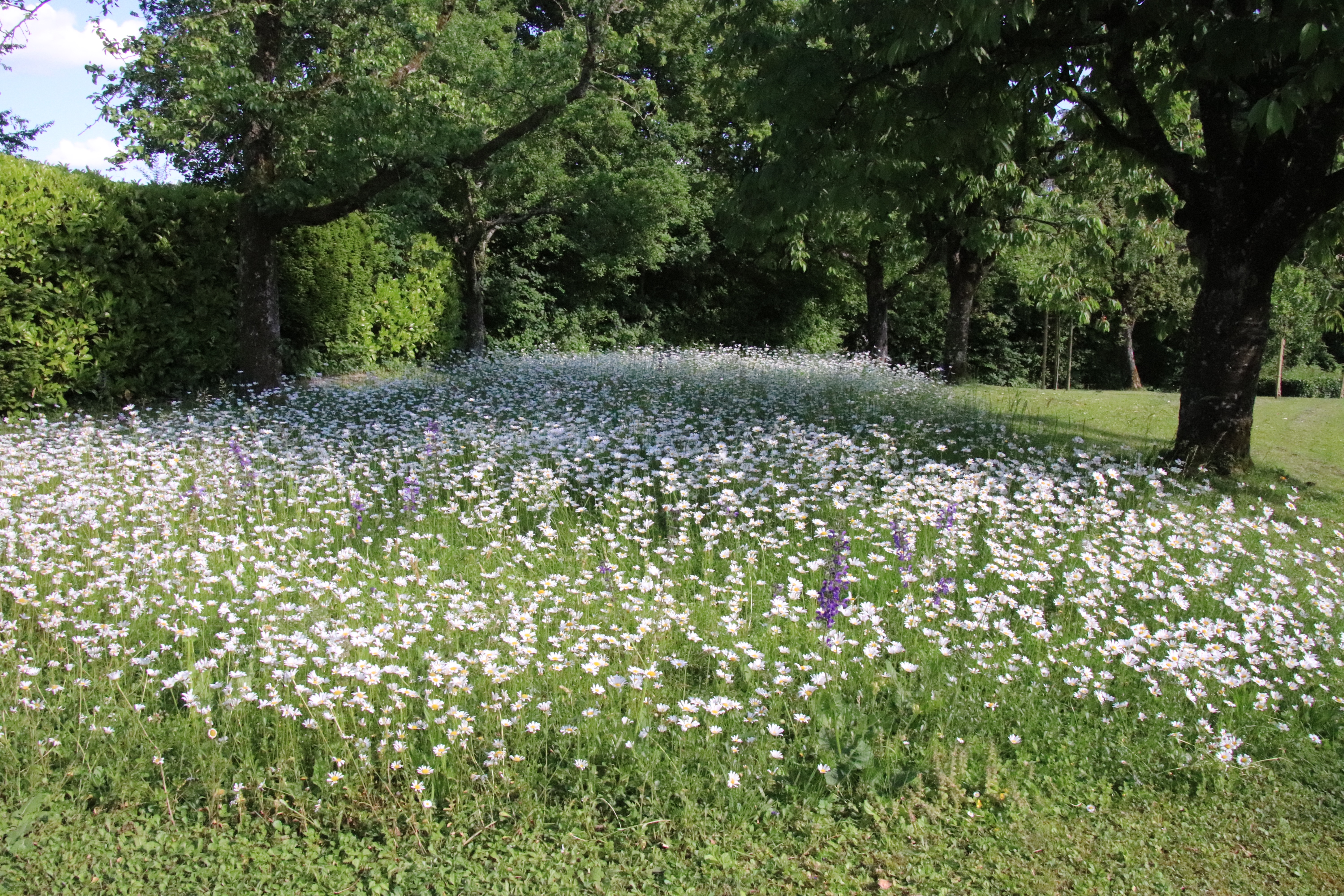 Eine Margeritenwiese in voller Blüte