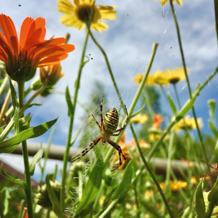 Die Spinne fühlt sich wohl inmitten der Blumen