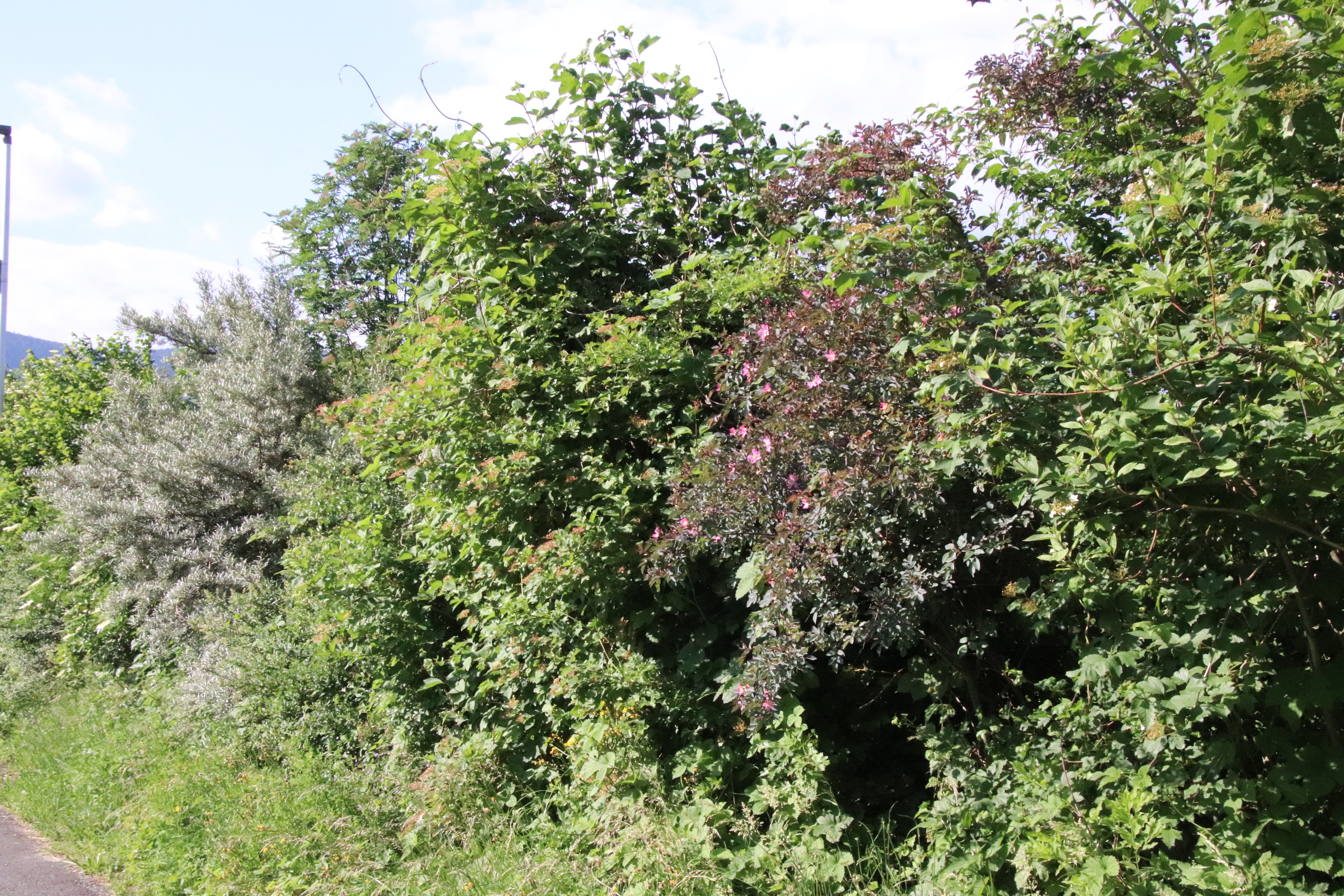 Eine Wildhecke an der Dorfstrasse