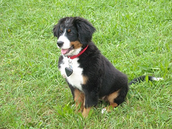 Bild eines Berner Sennenhundes