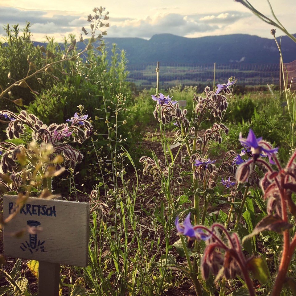 Kräutergarten mit Ausblick auf den Jura.